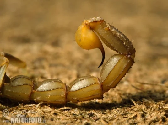 Buthus Occitanus Skorpiongift kaufen