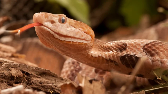 Agkistrodon contortrix Schlangengift kaufen
