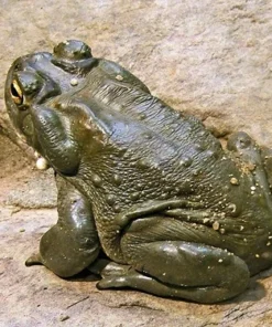 Bufo Alvarius Krötengift kaufen