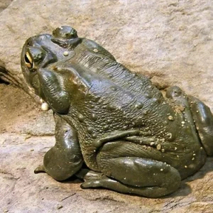 Bufo Alvarius Krötengift kaufen