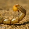 Buthus Occitanus Skorpiongift kaufen