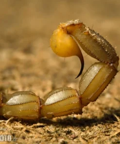 Buthus Occitanus Skorpiongift kaufen