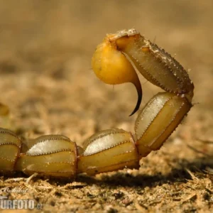 Buthus Occitanus Skorpiongift kaufen