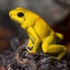 Goldfroschgift (Phyllobates terribilis)