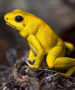 Goldfroschgift (Phyllobates terribilis)