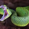 Afrikanisches Buschviper-Schlangengift kaufen