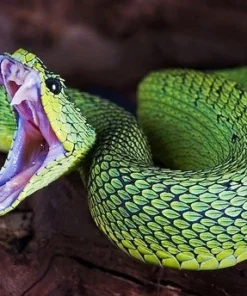 Afrikanisches Buschviper-Schlangengift kaufen
