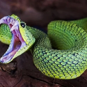 Afrikanisches Buschviper-Schlangengift kaufen