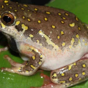 Kassinia-senegalensis-Krötengift kaufen