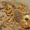 Androctonus Amoreuxi Skorpiongift zum Verkauf