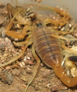 Androctonus Amoreuxi Skorpiongift zum Verkauf