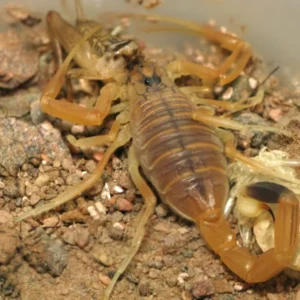 Androctonus Amoreuxi Skorpiongift zum Verkauf