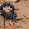 Androctonus Crassicauda Skorpiongift kaufen