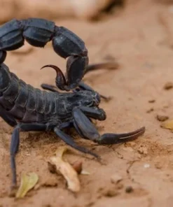 Androctonus Crassicauda Skorpiongift kaufen