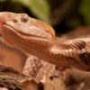 Agkistrodon contortrix Schlangengift kaufen