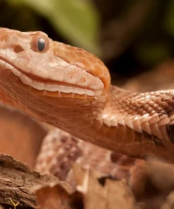Agkistrodon contortrix Schlangengift kaufen