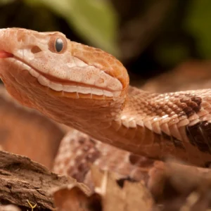 Agkistrodon contortrix Schlangengift kaufen