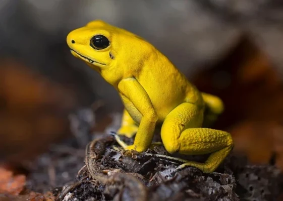 Froschgift kaufen für pharmazeutische Forschung