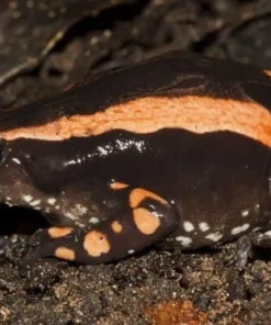 Phrynomantis Bifasciatus Gift Froschgift