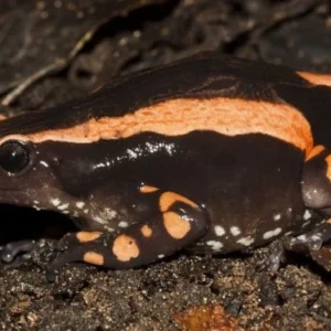 Phrynomantis Bifasciatus Gift Froschgift