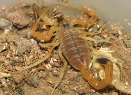 Was ist Androctonus amoreuxi Skorpiongift genau