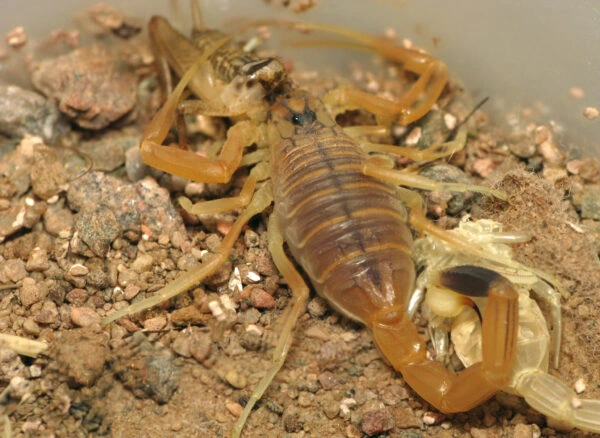 Was ist Androctonus amoreuxi Skorpiongift genau